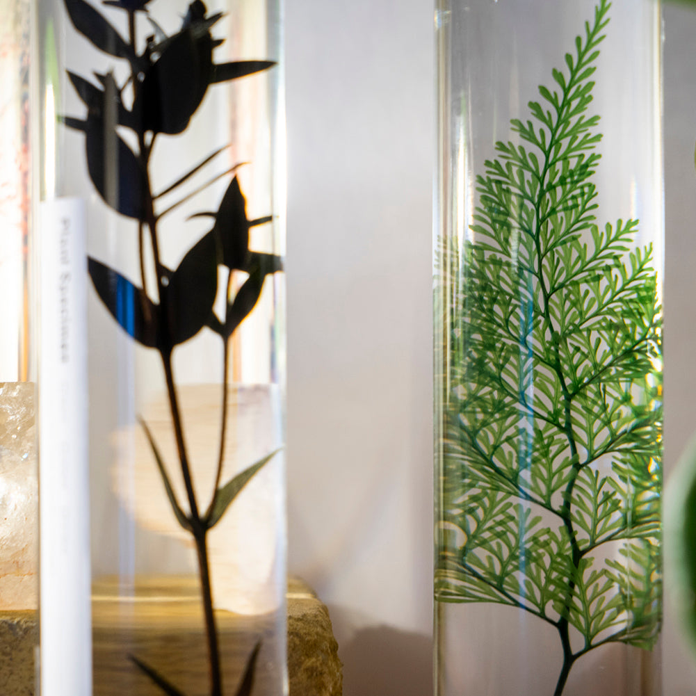Plante immergée, Herbarium en bouteille, Plante dans un liquide -  日本